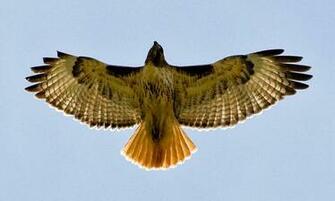Hawk Red Tail Sunlight Colorado Tailed Wallpaper HD
