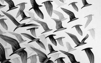 Black And White Birds Background Wallpaper With