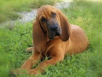 Bloodhound Desktop Wallpaper Dogbreedswallpaper
