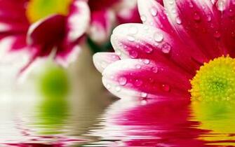 Digital High Defination 3d HD Flower Wallpaper 1080p