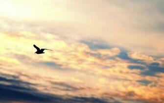 Bird Flying Silhouette Gull Dom Sky HD Wallpaper Magic4walls