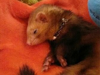 Ferret Picture Pet Gallery Petpeoplesplace Ferrets As