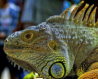 Iguana Wallpaper Fun Animals Wiki Videos Pictures Stories