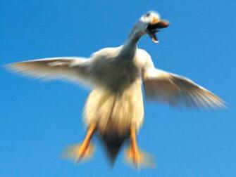 Funny Animal Picture Farm Animals Jpg