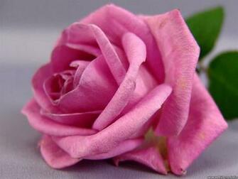 Yellow Wallpaper Pink Roses