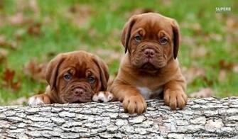 Dogue De Bordeaux Puppies Wallpaper Animal