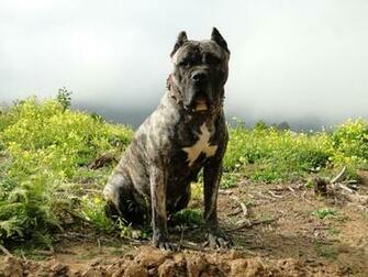 Presa Canario Dog Wallpaper Pictures Image