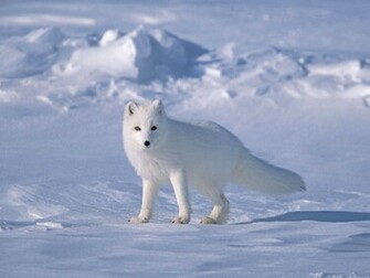 Tag Arctic Fox Wallpaper Background Photos Image And Pictures
