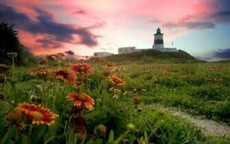 Flower Field Background Wallpaper Flowers