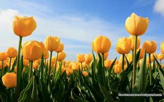 Flowers Background Wallpaper Flower Background