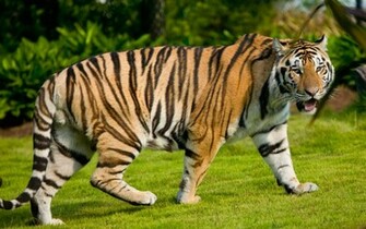 Widescreen Tiger Wallpaper HD