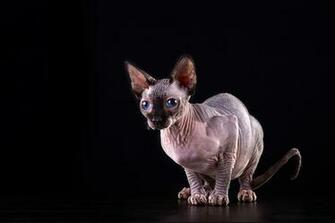 Wallpaper Sphynx Cat Animal Black Background