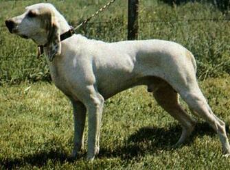 Hunting Dog Wallpaper
