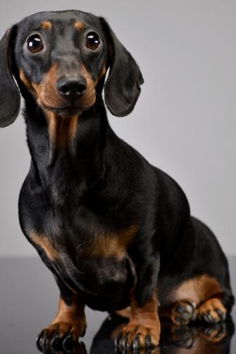 Studio Shot Of An Adorable Short Haired Dachshund Sitting On Grey