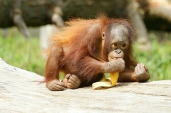 Orangutan
