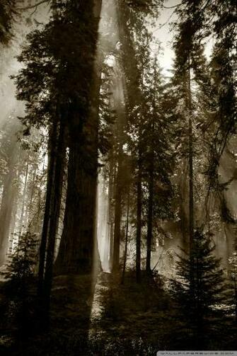 Dark Forest 4k HD Desktop Wallpaper For Ultra Tv Tablet