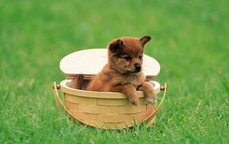 Puppies Cool Wallpaper High Definition Quality