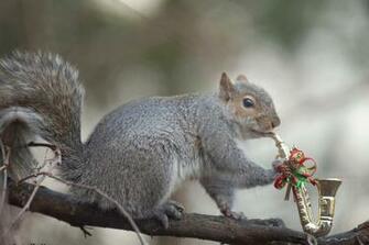 Squirrels HD Wallpaper Sa