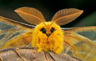 Wallpaper Eyes Nature Sheet Wings China Insect Moth Image
