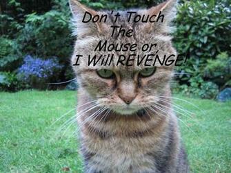 Funny Angry Cats HD Wallpaper