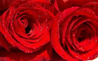 Water Drops On Red Roses Wallpaper Flower