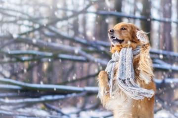 Golden Retriever 4k Ultra HD Wallpaper Background Image