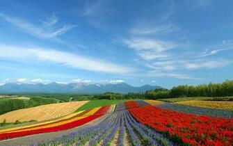 Campi Fioriti Sfondi Colorati Montagne Fiori Grandi HD