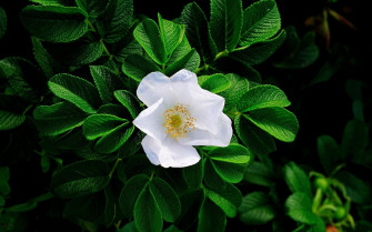 Stunning White Flowers Wallpaper