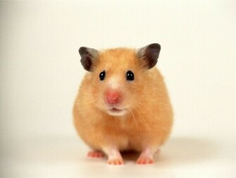 Hamster Wallpaper Resolution 604s Image Size 34k