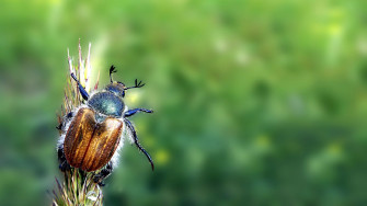 Insects Wallpaper