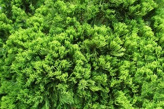 Pine Tree Leaves Background Stock Photo Public Domain Pictures