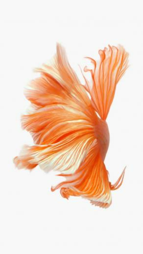 Wallpaper For iPhone And Other Devices Matching