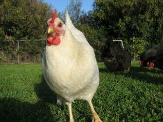 Suburban Chicken Wallpaper