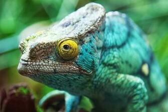 Colorful Chameleon Wallpaper HD Tapandaola111