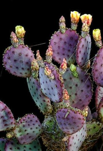 Purple Background Prickly Pears Watercolor Cactus Flowers