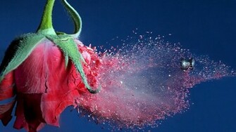 Flowers Bullets Slow Motion