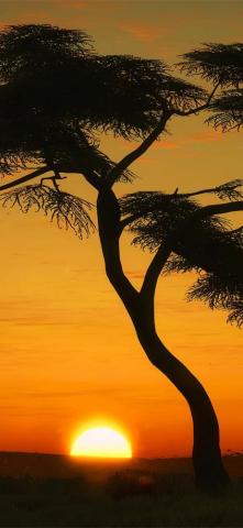 Masai Mara Sunrise iPhone X Wallpaper