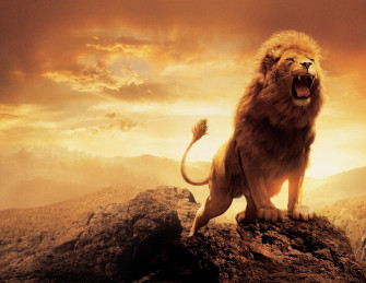 Lion Wallpaper HD