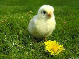 Baby Chicken With