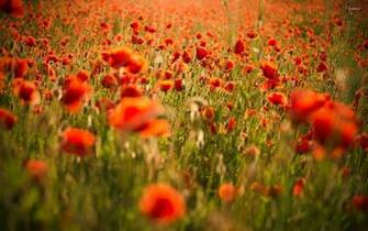 Red Poppies Wallpaper Flower