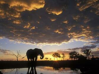 Elephant Picture Pictures Screensavers For Wallpaper