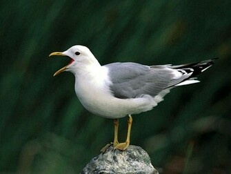 Seagull Wallpaper Background