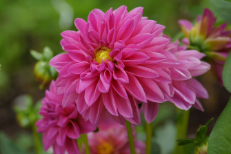 Pink Flower Nature Dahlia 4k Ultra HD Wallpaper