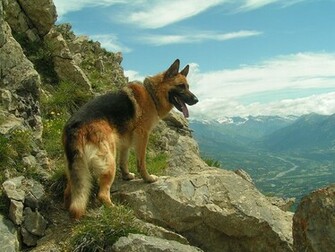 German Sheperd Shepherds Wallpaper