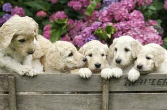 Labradoodle Rescue Arizona Provides All Types Of Sizes