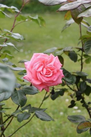 Image On Rose Pink Flower Nature