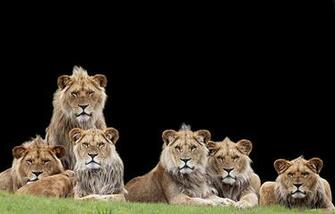 Image Lions Big Cats Glance Animals Black Background