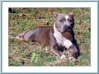 Suche Pitbull Desktop Wallpaper A4p Jpg