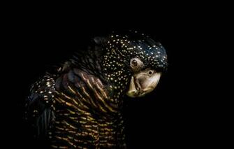 Wallpaper Bird Parrot Black Background The Dark