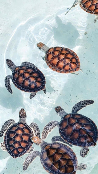 T U R L E S Turtle Wallpaper Ocean Beach Wall Collage